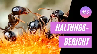 Messor barbarus - Haltungsbericht Teil 2 - Schnelles Wachstum