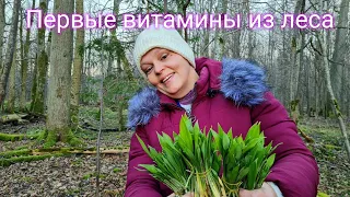 SPRING AND THE FIRST VITAMINS FROM THE FOREST. COLLECTION OF CHEREMSH 2022. We show how to collect