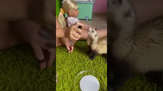 Пшик-пшик #хорек #хочуврек #шпуля #ferret