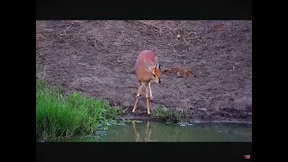 Adorable Steenbuck Gets a Drink at the Waterhole 04.11.2024 Africam Live