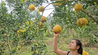 Grapefruit harvesting and gardening | Lizicy