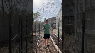 How to Build a Cattle Panel Trellis for Fruits and Veggies!