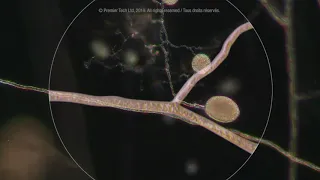 How Mycorrhizae Premier Tech works on the plant's root system