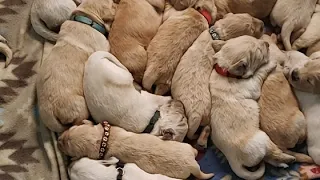 Daily weigh ins for 9 day old Golden Retriever puppies!