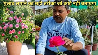 गुलाब से ज्यादा फूल लेने के लिऐ पौधा लगाने का तरीका खिलेंगे हजारों फूल || Rose plant secret