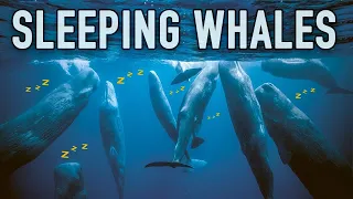 The Fascinating Way Sperm Whales Sleep