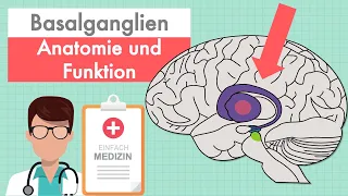 Basalganglien und  Basalganglienschleife einfach erklärt