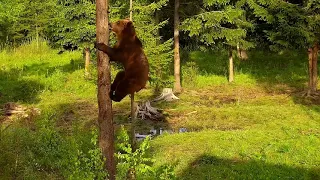 Brown Bear Climbing on Tree like an Alpinist