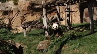 Réactions au zoo de Beauval après la naissance du bébé panda