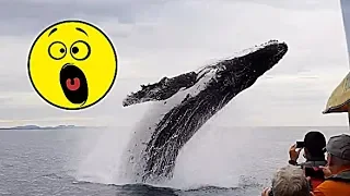 ТОП 10  НАПАДЕНИЙ синих китов НА ЛЮДЕЙ.  Реальные видео 16 декабря 2018