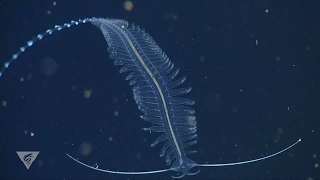 Weird and wonderful deep-sea worms