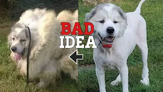 5 common mistakes beginner Great Pyrenees owners makes