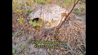 Serigne Babacar Niang Asrar et la pharmacopée de la Casamance