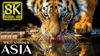 Majestic Wild Animals of Asia in 8K TV HDR 60FPS ULTRA HD - Relax Music with Real Nature Sounds