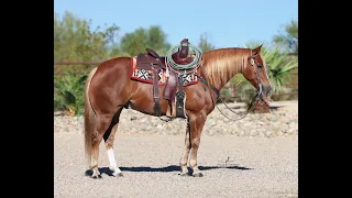 Lot #5 "KING" of Turner Performance Horses offered at @PremierHorseSales RIde The Wave Ocala, FL