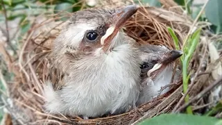 Day 2 of the baby trucukan bird which is still very afraid to start flying