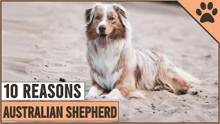 10 Reasons Why You Should Get An Australian Shepherd | Dog World