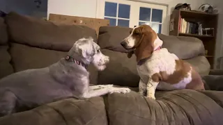 Basset Hound and Schnauzer playing