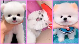 Funny and Cute Pomeranian Videos, Videos de TikTok Part 186