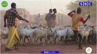 DHAQDHAQAAQ DHANKA KALA IIBSIGA XOOLAHA AH AYAA LAGA DAREEMAYAA SAYLADA XOOLAHA EE MAGAALADA BURCO.