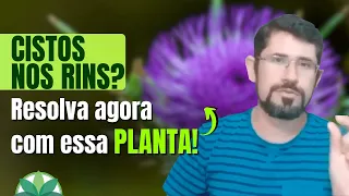 Cistos no Rins: Proteja seus rins com essas plantas eficientes