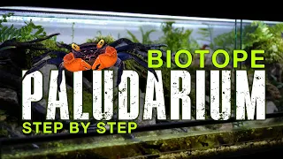 Creating a Vampire Crab Habitat Paludarium (Biotope Style)