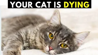 How to Know if Your Cat Is Dying - 16 signs Indicate That Your Cat Is Dying