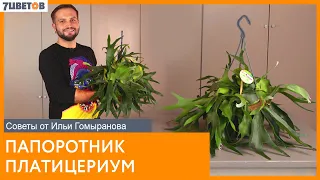 Папоротник Платицериум | Советы от Ильи Гомыранова