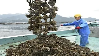 amazing Oyster Farming and harvesting in Japan - Big Oyster Cultivation