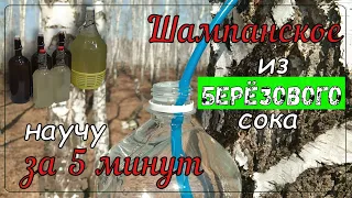 Шампанское из берёзового сока. Научу за 5 минут.