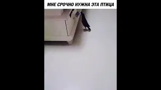 Птица носит деньги