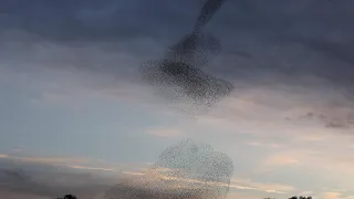 Starling Murmuration 2020