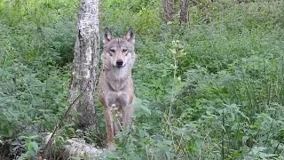 Wilk Podchodzi na kilka metrów, życiowe nagranie. Rykowisko 2022r
