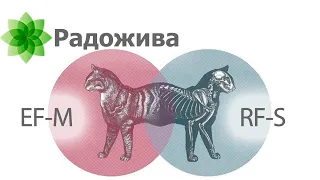 Canon EF-M - уникальная беззеркальная система Шреденгира - мертвая или живая? 11 камер/8 объективов