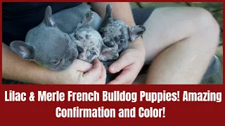 Lilac & Merle French Bulldog Puppies! Amazing Confirmation and Color!