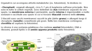 Plastidi - Cellula vegetale 1A