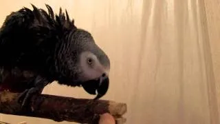 Жако. Жако после душа. African gray parrot after swimm.