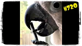 САМЫЕ СМЕШНЫЕ ПОПУГАИ 😂 ПРИКОЛЫ С ПОПУГАЯМИ 😆 FUNNY PARROTS #720