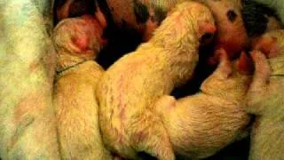 Dharma's puppies