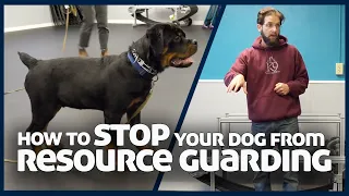 How to Stop A Dog From Resource Guarding