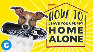 How to Leave Your Puppy Home Alone | Chewy