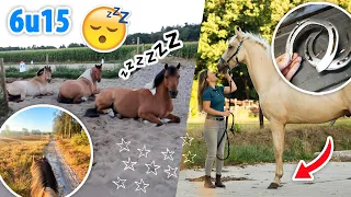 Zonsopgangsrit om 6u30 + mijn nieuwe paard van zijn ijzers af | felinehoi VLOG #460