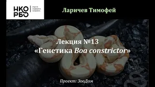 Генетика и морфизм Boa constrictor - Ларичев Тимофей