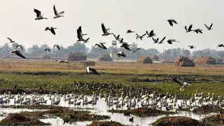 Jammu to Gharana Wetland Reserve near R.S.Pura (A perfect place for Bird Watching) vlog 1