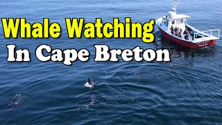 Whale Watching in Cape Breton on the Cabot Trail, with Pleasant Bay Whale Watching