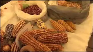 Preservar soberanía alimentaria en XIX Feria del Maíz
