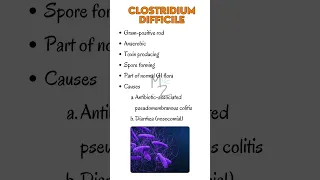 Clostridium difficile  #bacteriology #clostridium #bacteria #microbiology #medicalstudent