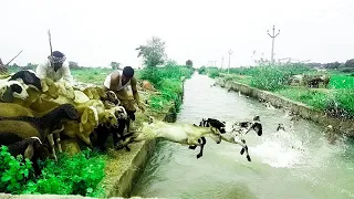 sheep jumping into the river-sheeps swimming-lake crossing 🐑-trouble crossing their animals 🐏-sheeps