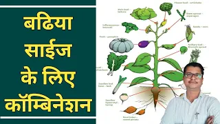 बढिया साईज के लिए बेस्ट कॅाम्बिनेशन । fruit size spraying combination