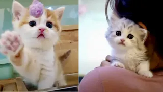 OMG SO CUTE! 😍😳 Cutest Cats Videos Compilation #94 Best Funny Cute Cat Videos (Must See)